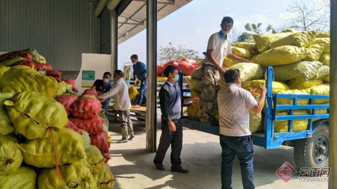 盈江土豆行情動(dòng)態(tài)，種植希望，收獲自信與成就