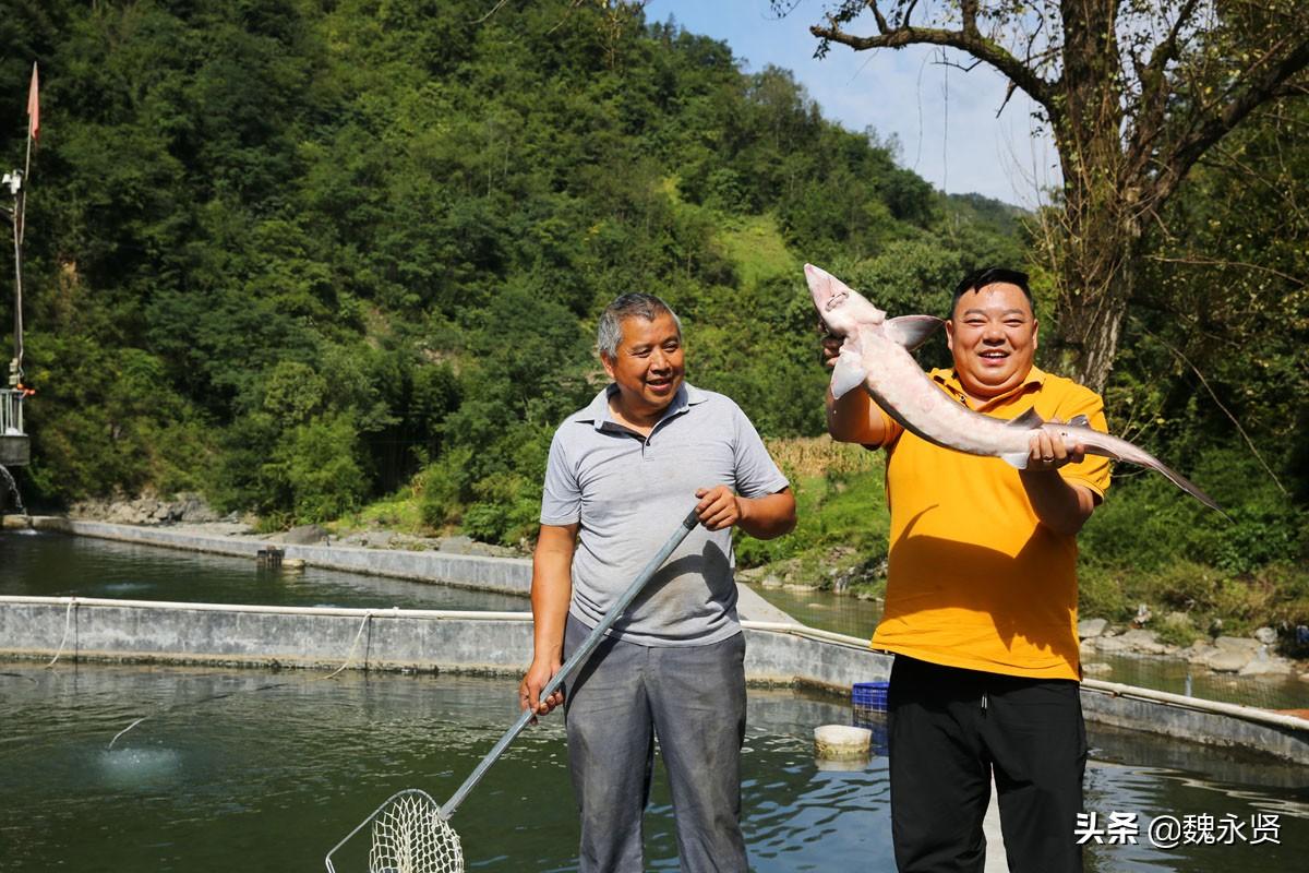 最新流水養(yǎng)殖技術步驟指南與操作詳解