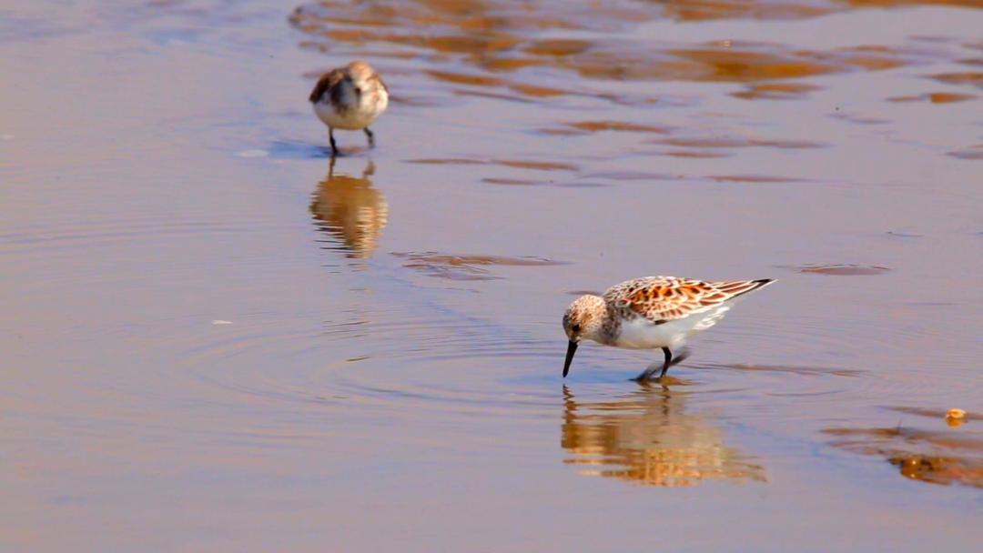 唐山灤南未來藍圖揭秘，最新規(guī)劃引領(lǐng)城市發(fā)展