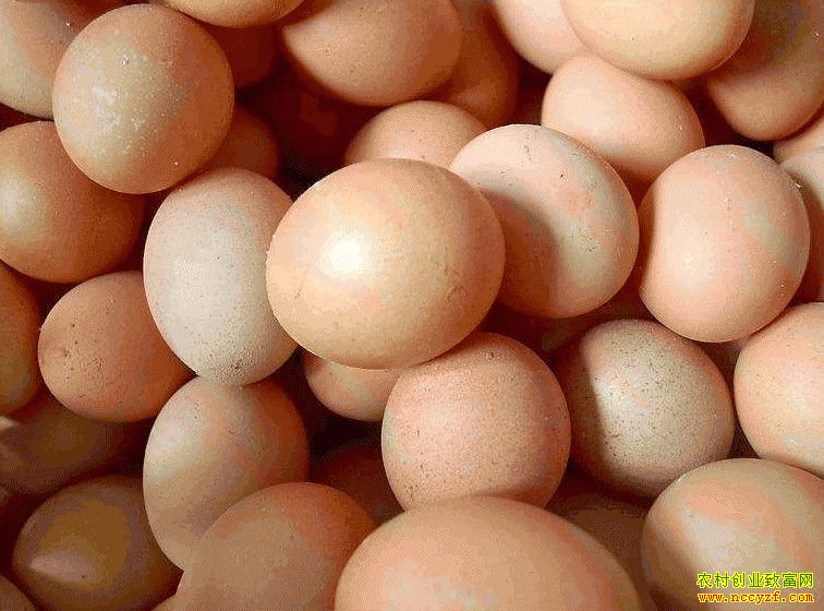 肇東雞蛋價格最新動態(tài)，跟隨自然腳步，重拾內心寧靜與平和的探索之旅