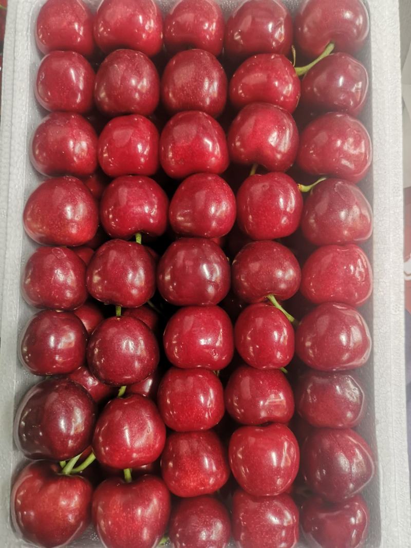 臨朐最新櫻桃品種，科普、賞析與探索