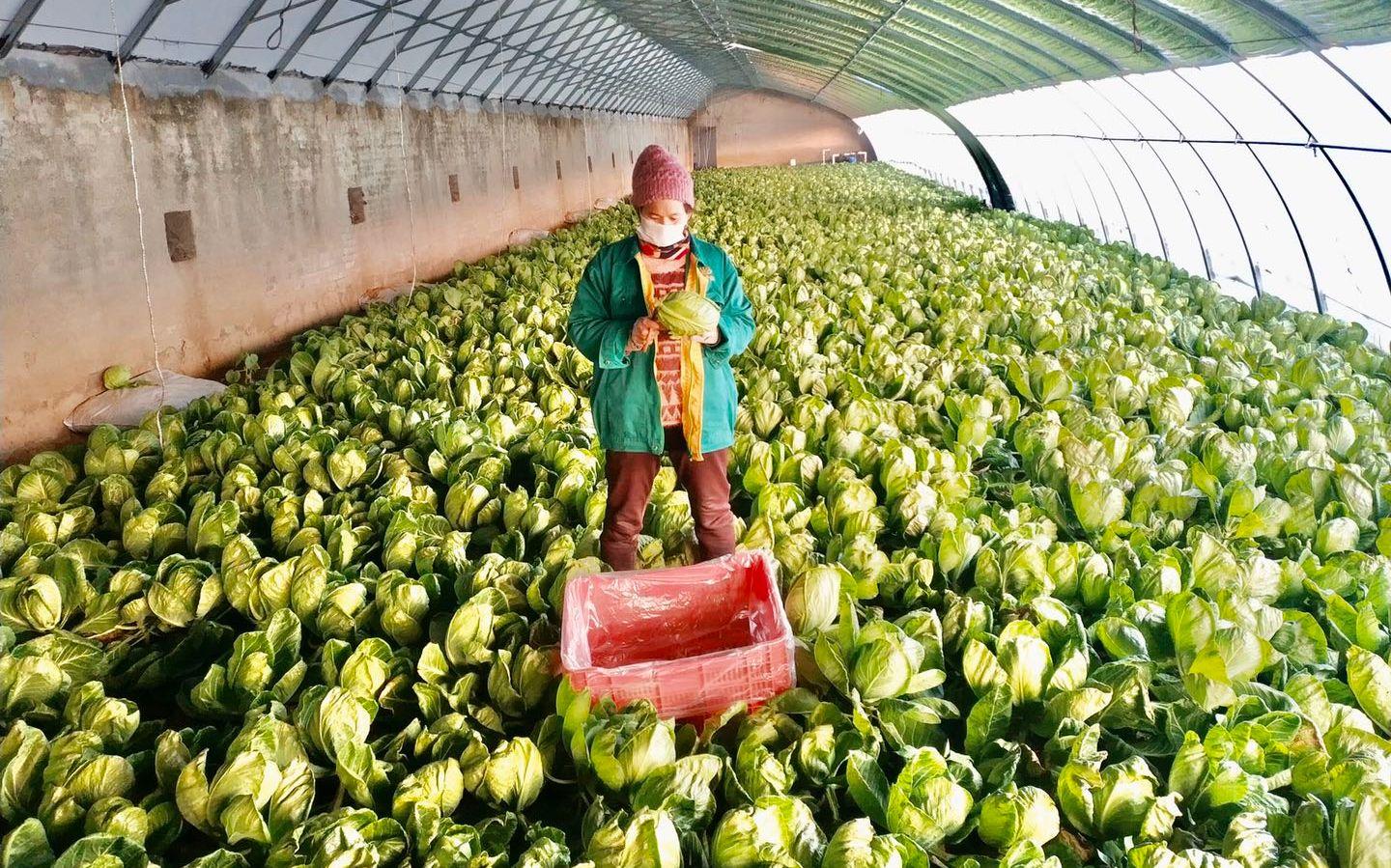 最新特菜品種，家的溫馨故事探索與發(fā)現(xiàn)