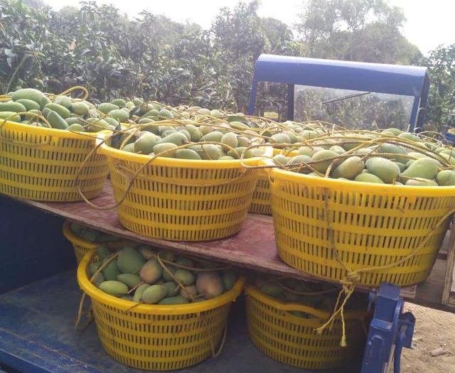 最新芒果品種揭秘，熱帶風(fēng)味的獨特魅力探索