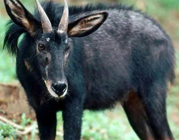 四不像正版資料內(nèi)部,深度研究解析_BGX27.305多媒體版