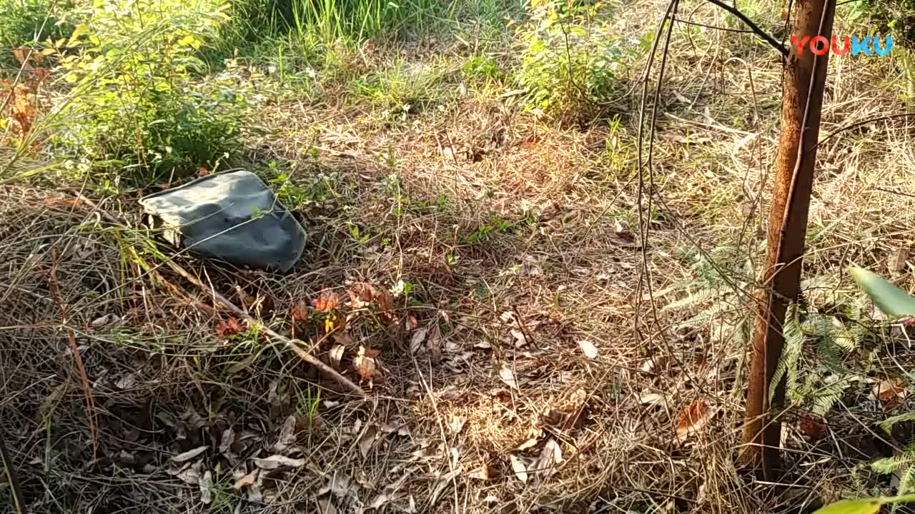 鷓鴣中套最新視頻，領(lǐng)略傳統(tǒng)藝術(shù)魅力的震撼登場(chǎng)！