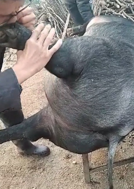 豬圈中的歡樂時刻，最新吹豬視頻集錦