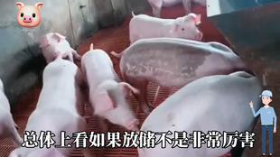 最新閹豬技巧步驟指南，專業(yè)方法與實用操作指南