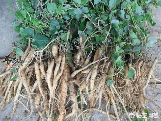 甘肅黨參最新價(jià)格動(dòng)態(tài)，市場(chǎng)走勢(shì)與影響因素分析