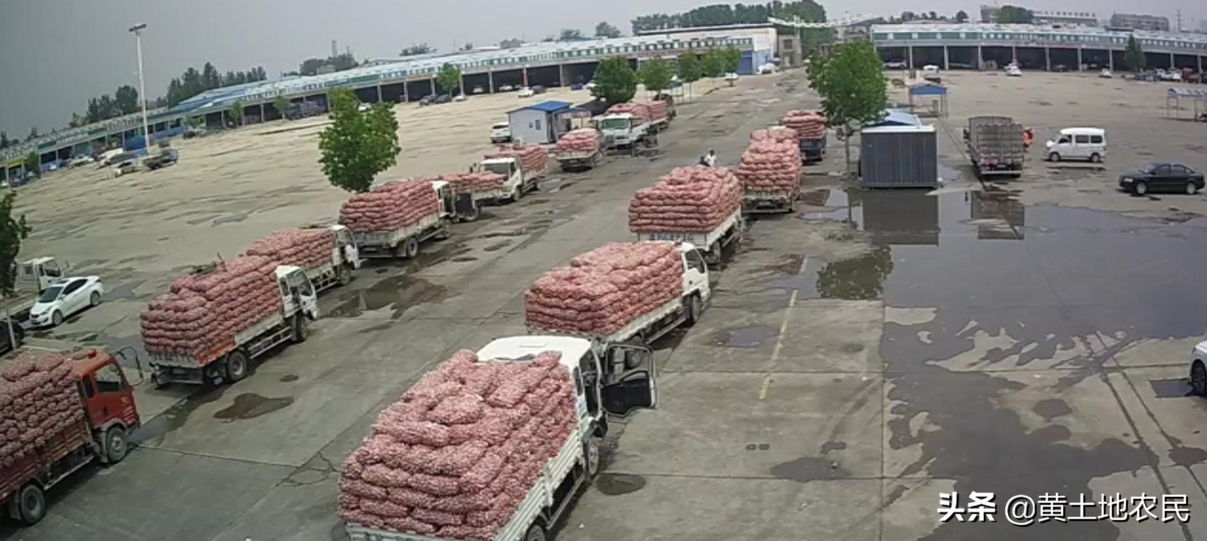 國際大蒜價格實時更新，最新行情概覽