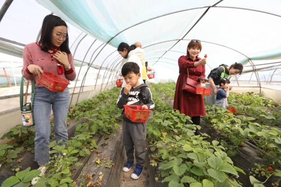 灃西新城馬王發(fā)展雙刃劍效應(yīng)，最新消息與影響分析