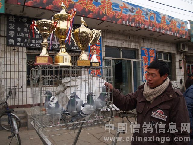 北京鴿市繁榮景象與發(fā)展趨勢揭秘，最新動態(tài)與未來展望