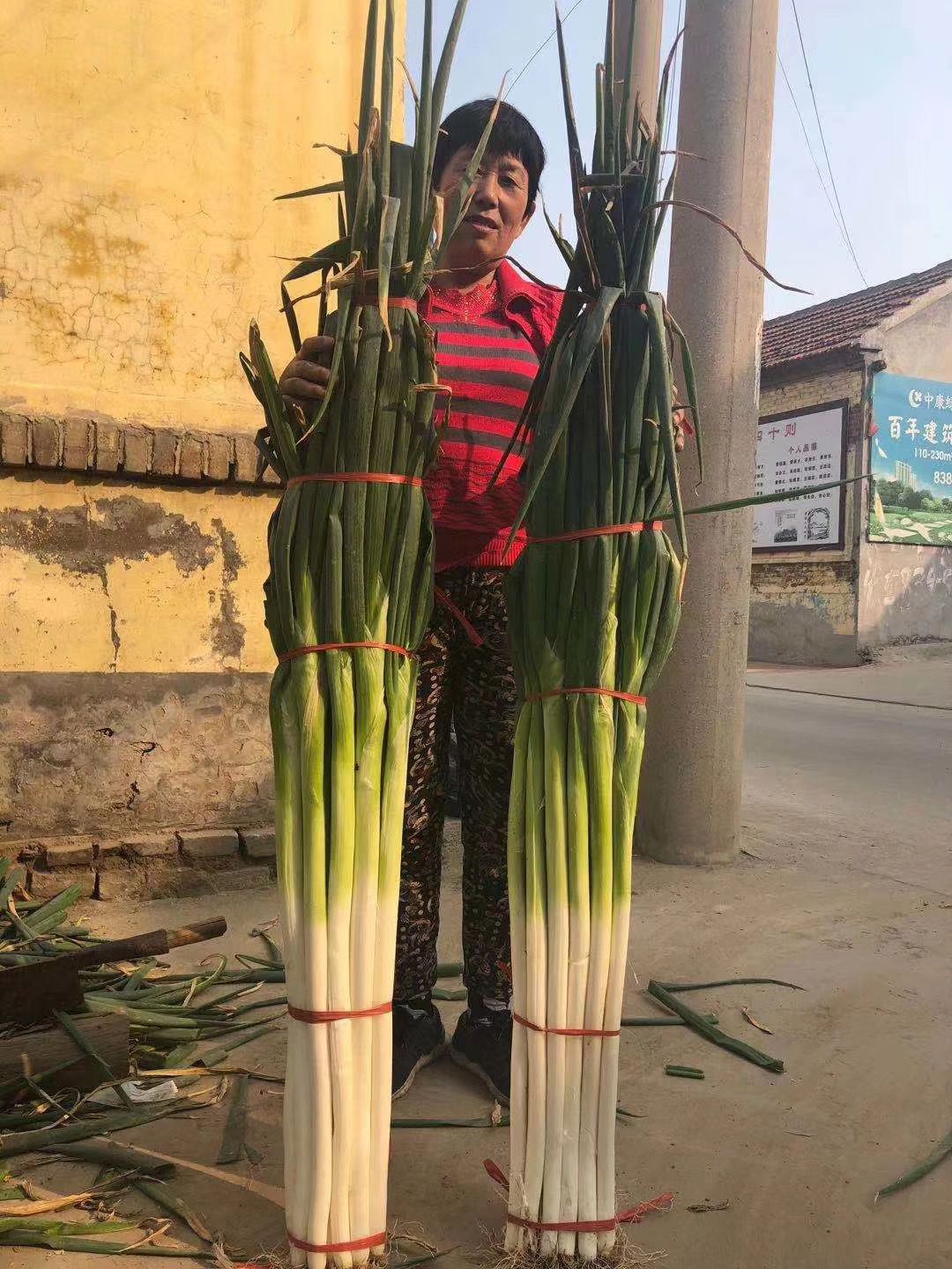 保定大蔥近期價格走勢，機遇與挑戰(zhàn)中的勵志力量