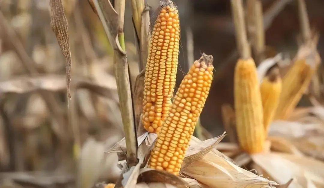 今日山東玉米價格行情，智能農(nóng)業(yè)引領(lǐng)新紀(jì)元風(fēng)向標(biāo)