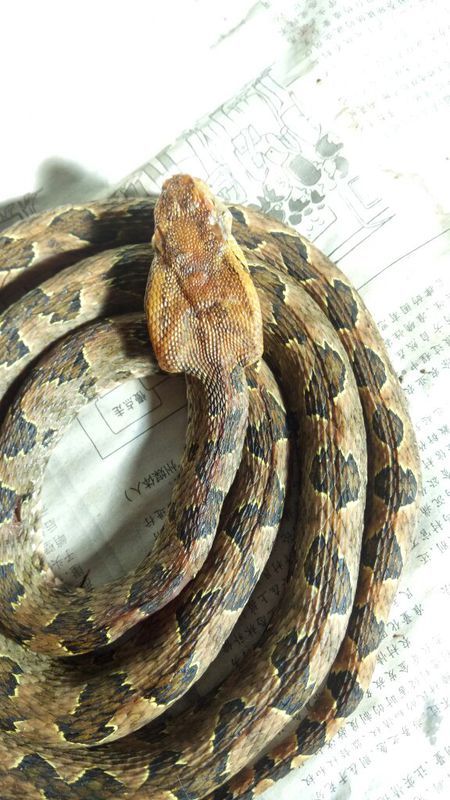 蛻變中的自信與成就，蛇的行情展望