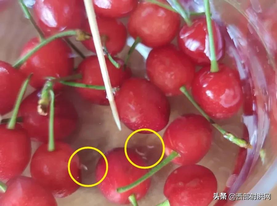 射洪上市公司，小巷深處的獨(dú)特風(fēng)味揭秘