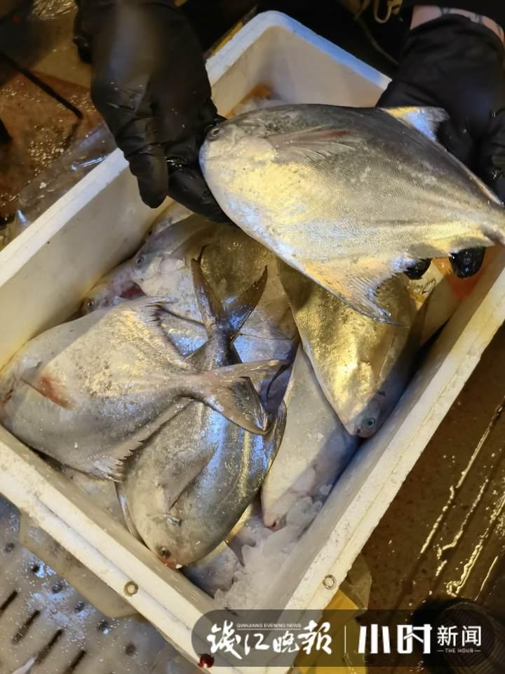 帶魚行情，一場海鮮盛宴的溫馨之旅