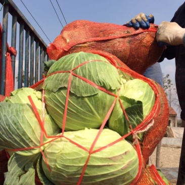 湖北包菜價格動態(tài),湖北包菜價格動態(tài)，一場尋找內(nèi)心平靜的綠色之旅