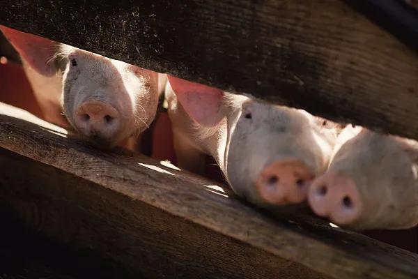 全國生豬市場價(jià)格動(dòng)態(tài)，變化中的機(jī)遇與挑戰(zhàn)的旅程