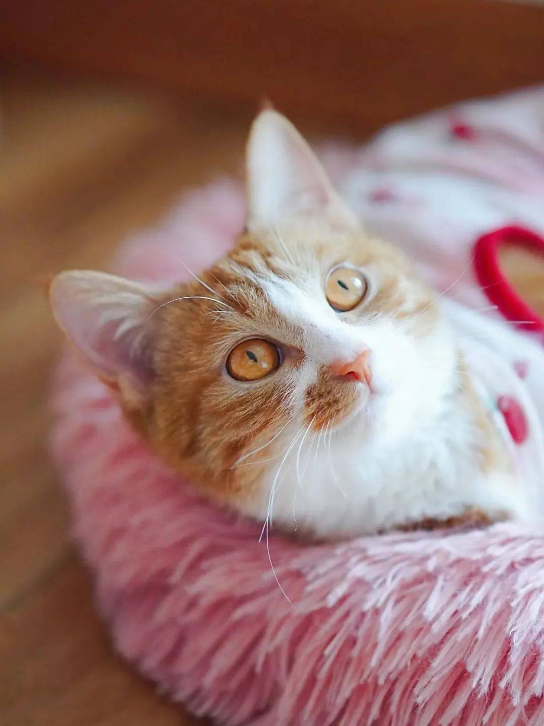 貓咪資訊速遞，探索貓咪的自信成長與優(yōu)雅步伐