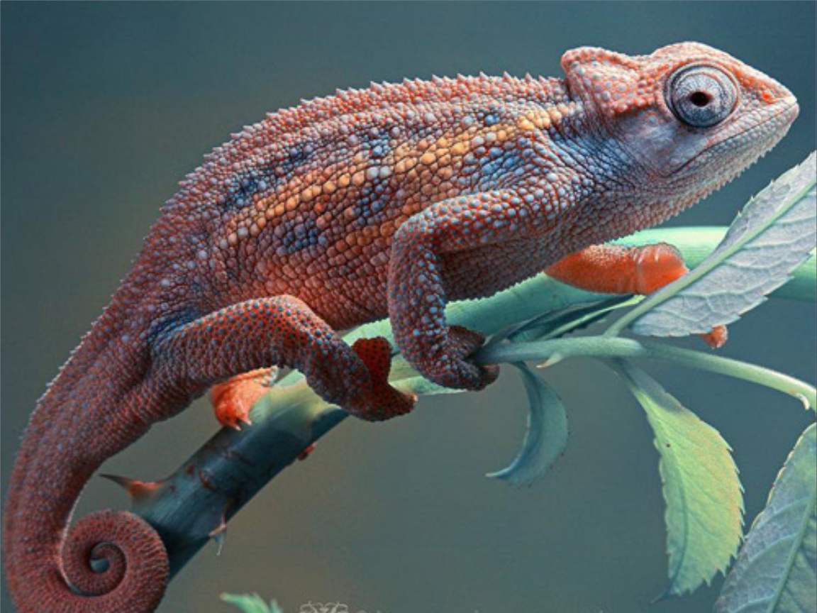 全新版變色龍，小巷中的神秘瑰寶