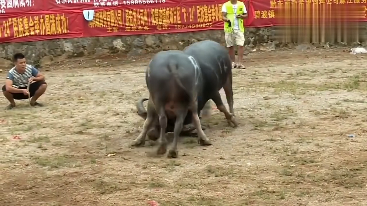 貴州斗牛傳奇篇章，回顧2017年斗牛比賽的精彩瞬間