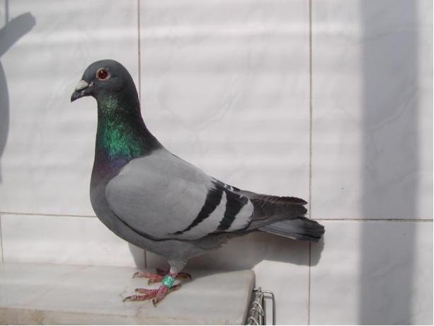 賽鴿定向新進(jìn)展揭秘，小巷中的神秘寶藏探索