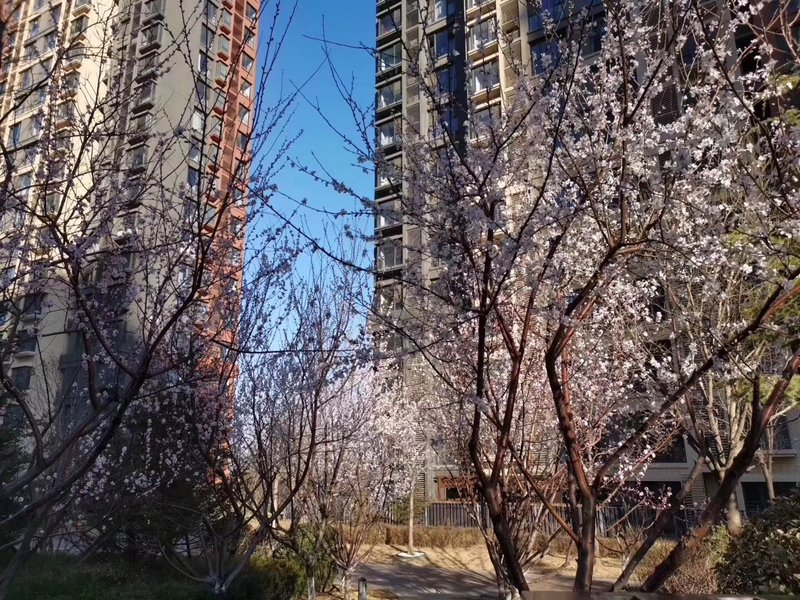 燕郊房價動態(tài)更新，科技引領(lǐng)房產(chǎn)新紀元，最新資訊速遞