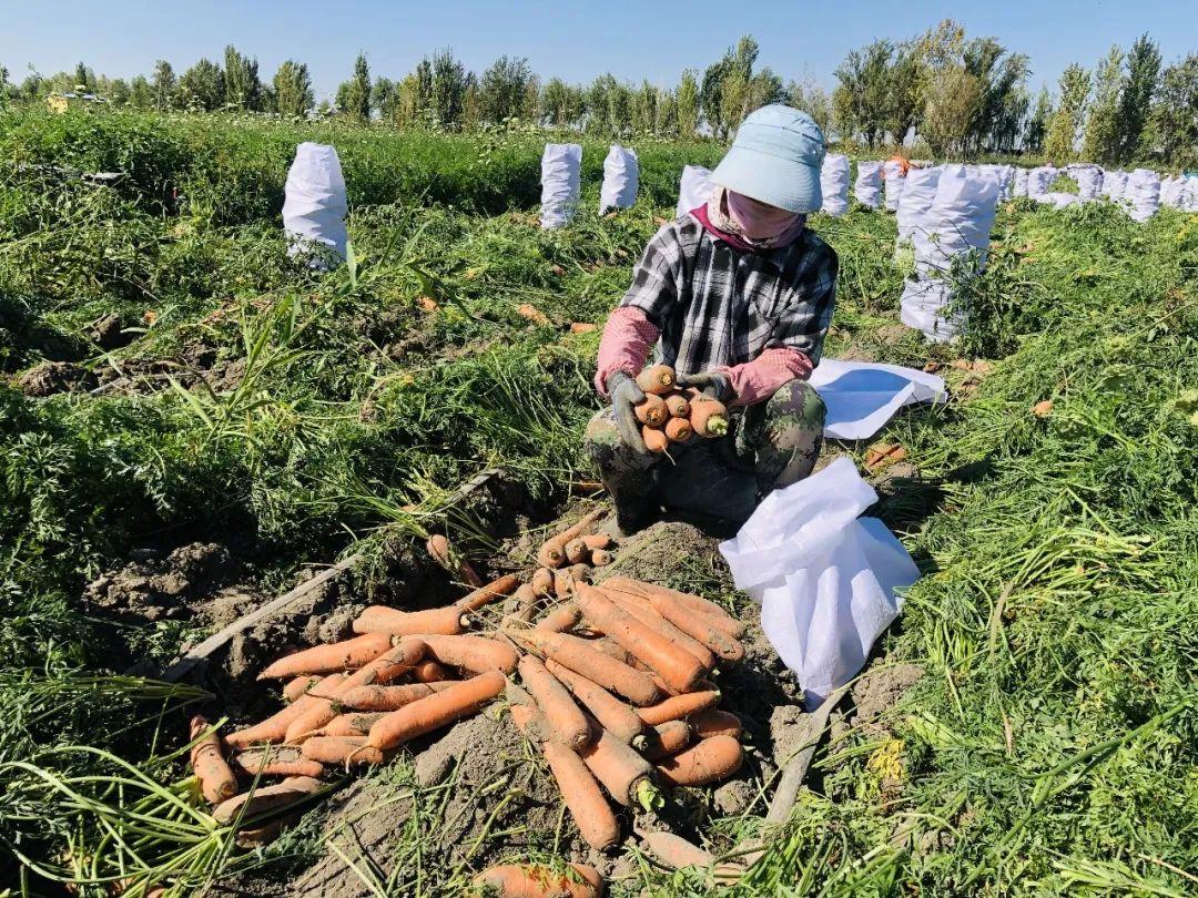胡蘿卜最新市場(chǎng)價(jià)格概覽，最新市場(chǎng)價(jià)格指南