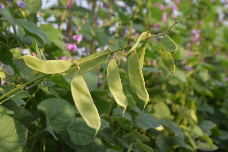 豆子行情，綠色之旅中的內(nèi)心平靜探尋