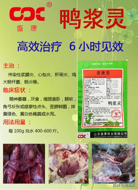 現(xiàn)在鴨苗行情詳解，選購(gòu)、養(yǎng)殖與盈利的全方位指南