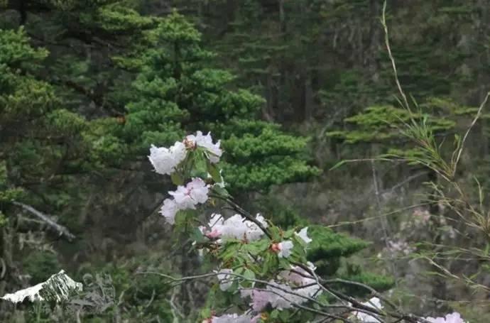 雨崩最新美景圖，探索與欣賞的詳細(xì)步驟指南，美不勝收！
