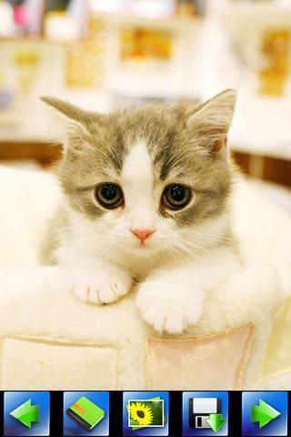 探索特色小店，最新貓咪應用下載，小巷隱藏寶藏的奇妙之旅