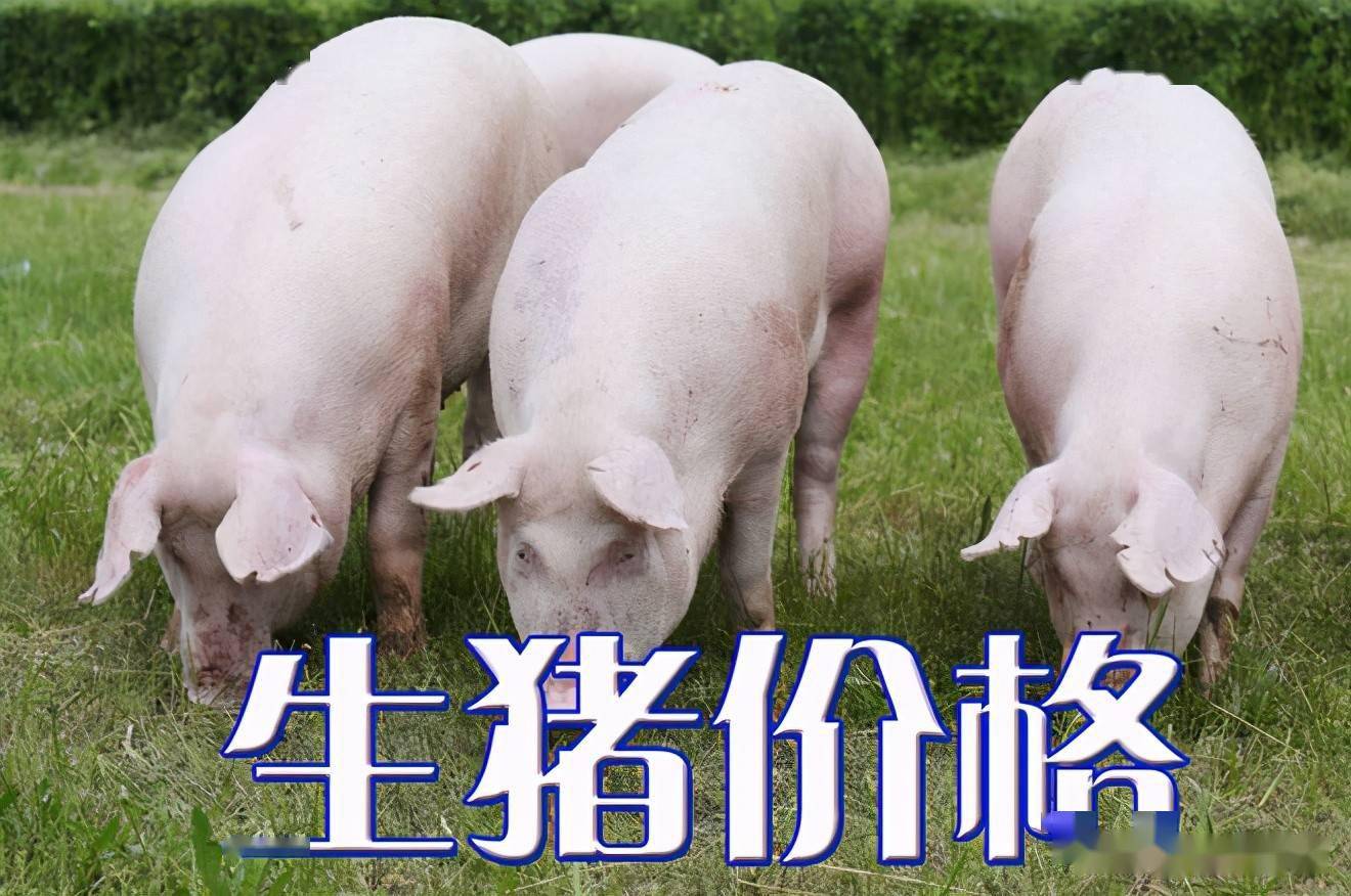濰坊今日生豬價格探索，一場綠色之旅尋找內(nèi)心平靜