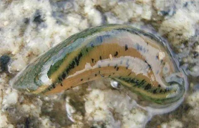 石斑魚孵化技術(shù)革新詳解，從入門到精通的孵化指南