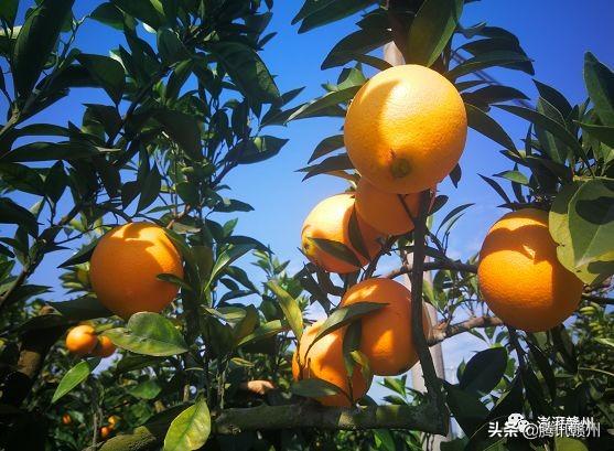 贛州上市公司，閃耀未來，共創(chuàng)繁榮時(shí)代！