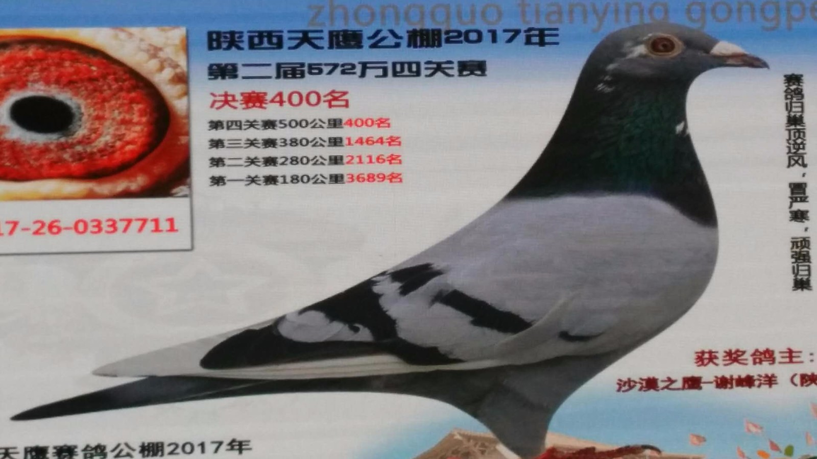 天鷹公棚歷程回顧，最新消息鑄就輝煌篇章