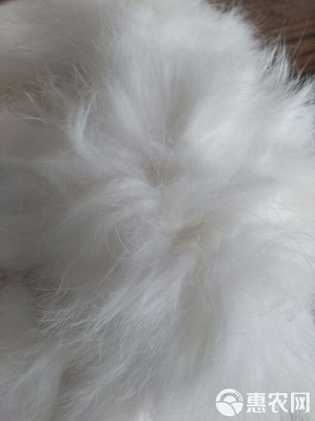 兔毛最新行情及深度分析