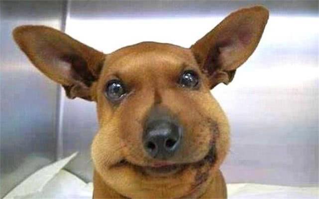 最新毒蜂，逆風翱翔，學(xué)習(xí)鑄就自信與成就之巔