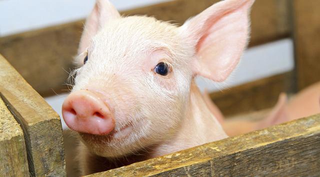 全國生豬最新行情深度解析與觀點(diǎn)闡述，今日市場趨勢分析