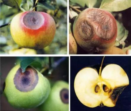 最新炭疽病治療藥物，變化、學(xué)習(xí)與信心的力量探索