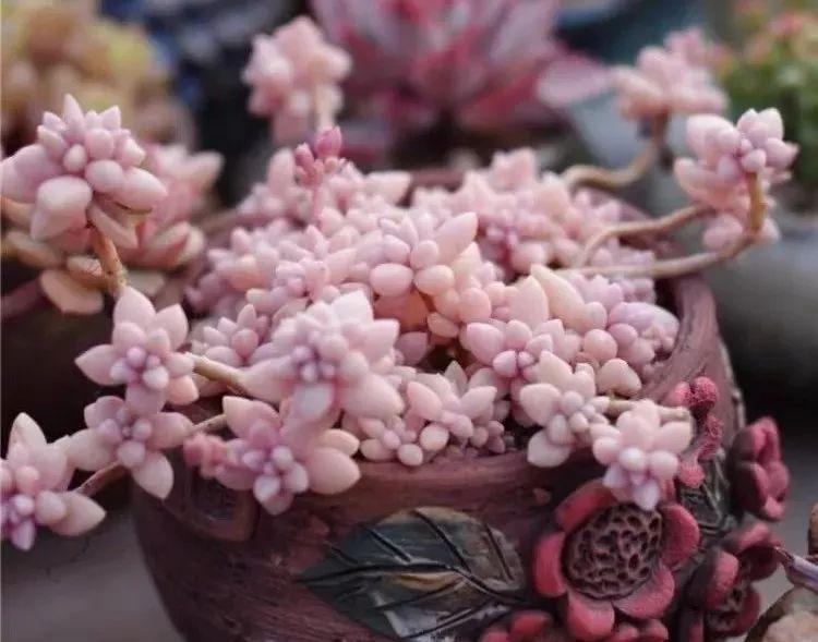 世紀(jì)瑞爾最新動(dòng)態(tài)揭秘，小巷中的隱藏美食天堂