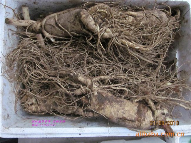 人參最新價(jià)格及市場(chǎng)走勢(shì)、品質(zhì)鑒別全解析