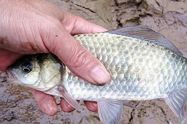 高科技智能魚(yú)探設(shè)備引領(lǐng)海洋探索新時(shí)代，最新魚(yú)訊速遞