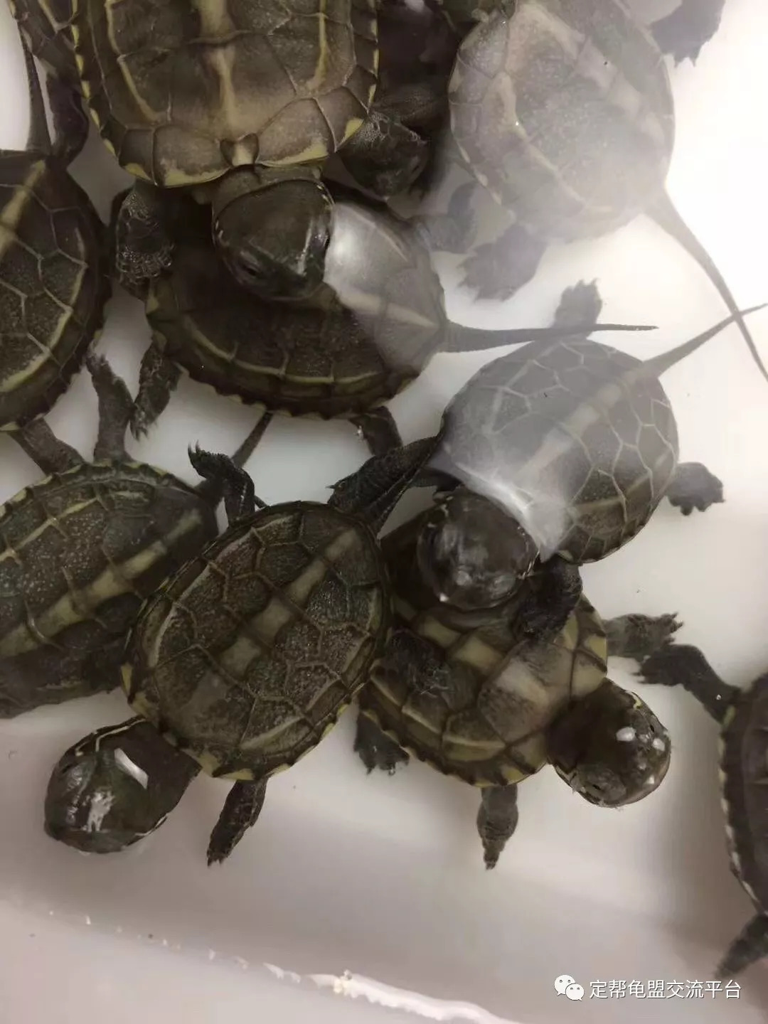 今日龜價波動中的自我價值實現(xiàn)與成就感探尋