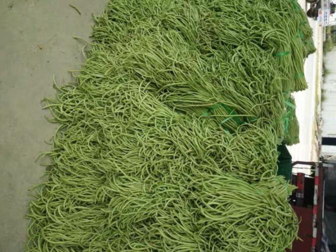 合浦豆角最新價格指南，獲取與比較豆角價格的方法及最新價格更新通知