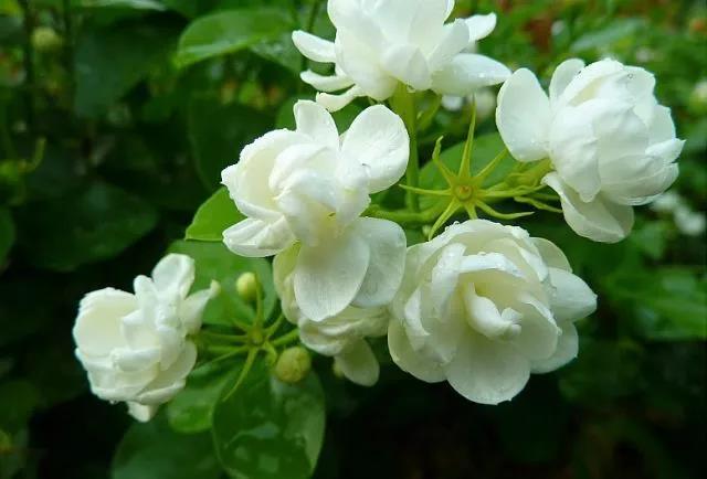 花香滿園最新章節(jié)獲取攻略，輕松閱讀新書章節(jié)的步驟