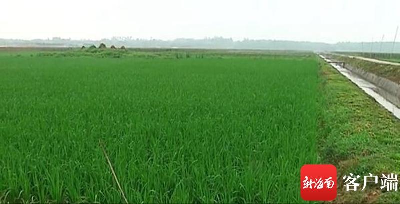 澄邁最新動(dòng)態(tài)，自然美景探索之旅，尋覓內(nèi)心平和與寧靜的旅程