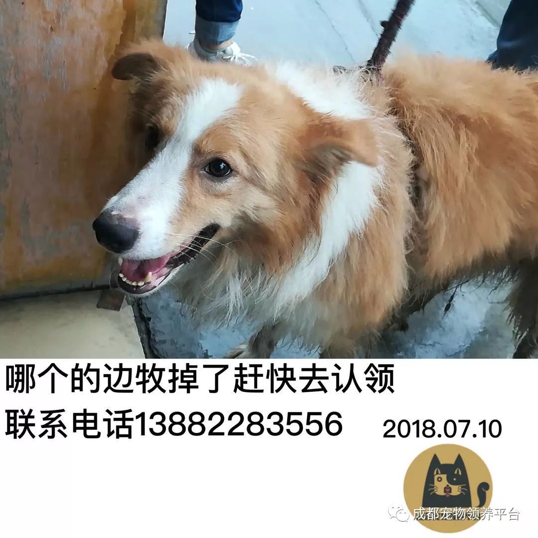 成都最新尋狗記，巷弄深處特色小店中的尋寵之旅