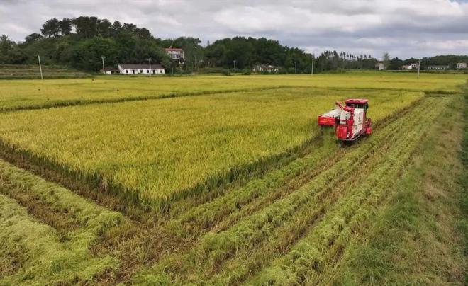 最新直播稻技術(shù)揭秘，小巷深處的稻田直播秘境探索