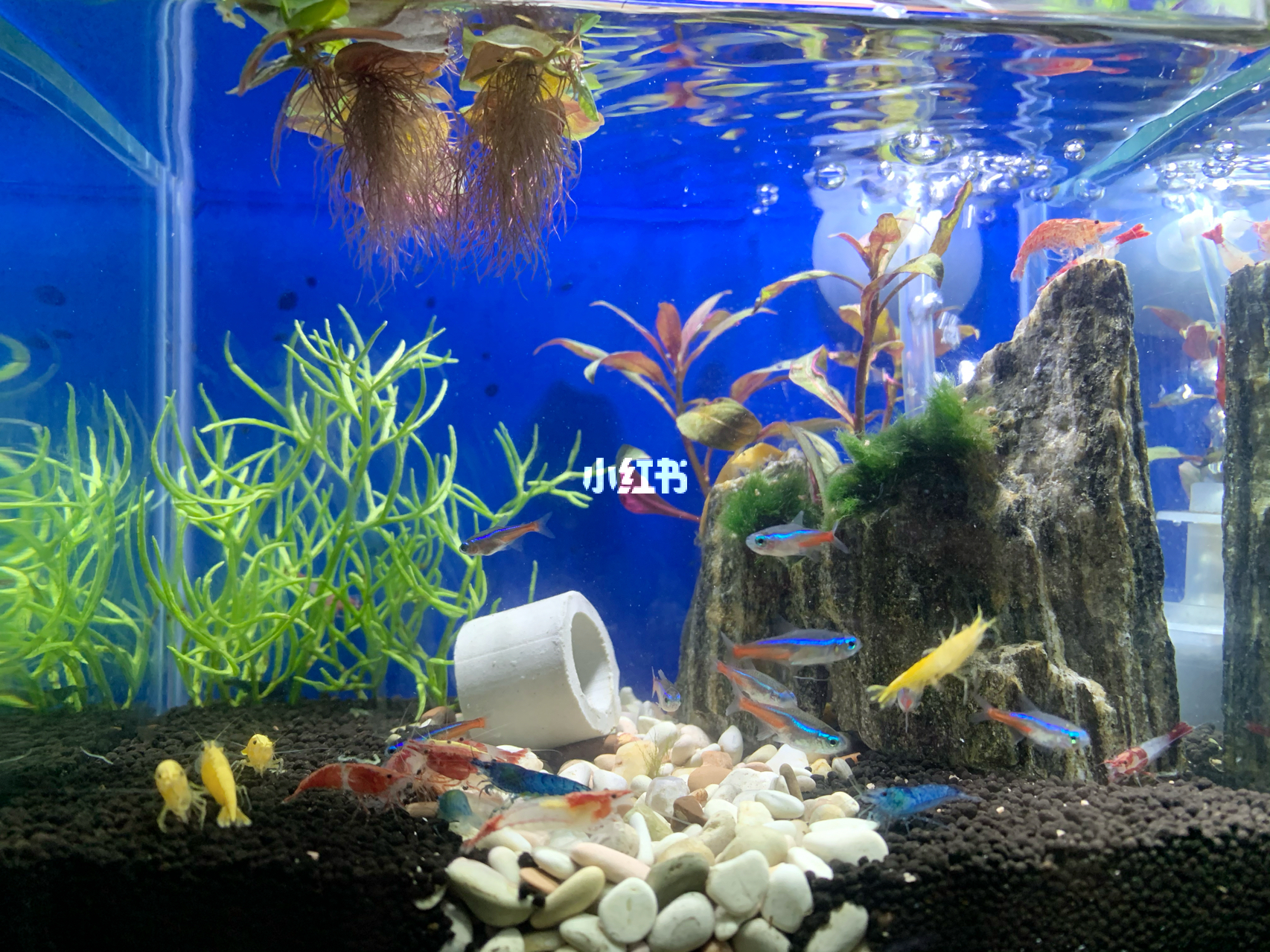 最新魚缸圖片，水族美學(xué)的時代變遷欣賞